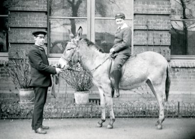 A keeper leads an ass, which is being ridden by a boy, London Zoo, June 1913 by Frederick William Bond